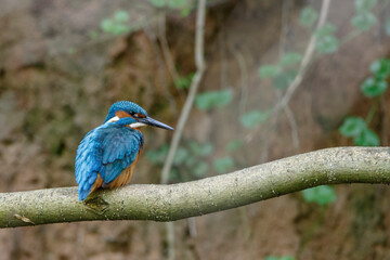 Eisvogel (Alcedo atthis) Männchen