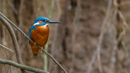 Eisvogel (Alcedo atthis) Männchen