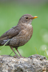 Amsel (Turdus merula) Weibchen