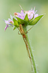 Gemeine Streckerspinne (Tetragnatha extensa)