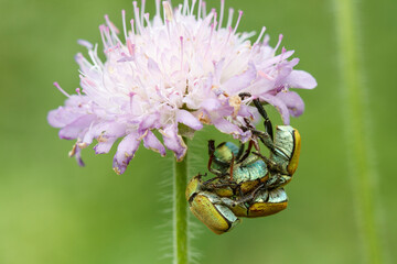 Goldstaub-Laubkäfer (Hoplia argentea)