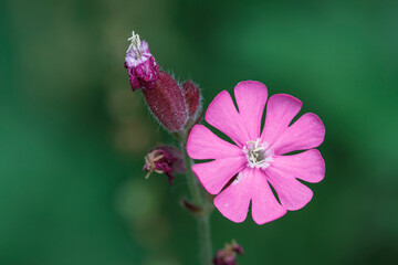 Rote Lichtnelke (Silene dioica)