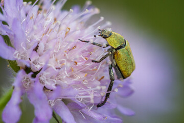 Goldstaub-Laubkäfer (Hoplia argentea)