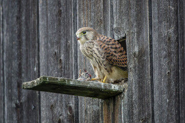 Turmfalke (Falco tinnunculus) flügger Jungvogel am Nistkasten
