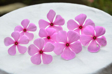 Beautiful Pink Fllowers in the white background