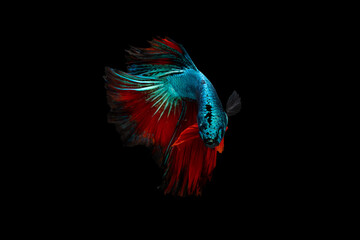 Swimming Action of Betta, Siamese fighting fish, Colourful Betta, pla-kad (biting fish) Thai; Half moon blue and red betta isolated on black background