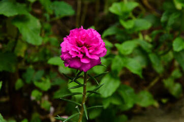 Beautiful pink flower in the Garden