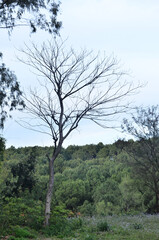 Beautiful Tree Natural Location Himachal Pradesh India