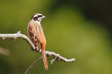 公園の枝のホオジロ