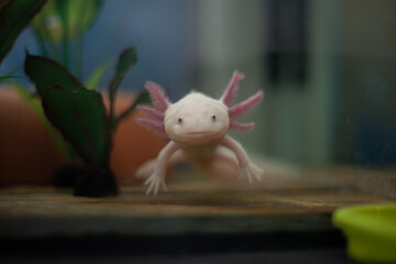 Closeup of a white axolotl, mexican walking fish, tropical underwater amphibian from mexico