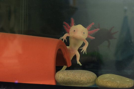 Axolot - freshwater reptile in aquarium.