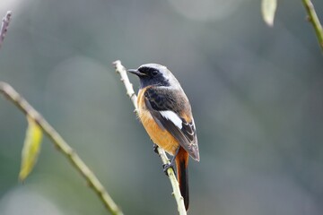 公園の愛らしいジョウビタキ
