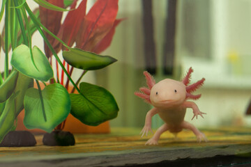 Axolotle - freshwater reptile in aquarium.