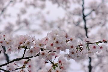 今年も無事に春が来る