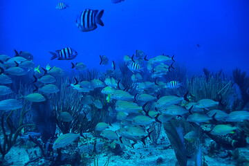 school of fish underwater photo, Gulf of Mexico, Cancun, bio fishing resources