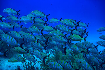 school of fish underwater photo, Gulf of Mexico, Cancun, bio fishing resources