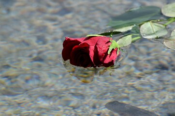 Rosa flotando en un charco