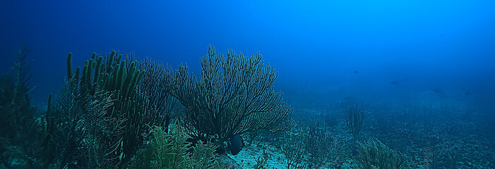 Fototapeta na wymiar coral reef underwater landscape, lagoon in the warm sea, view under water ecosystem