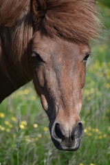 The beautiful Icelandic horse