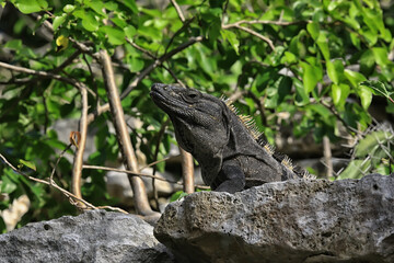 big iguana basking in the sun in mexico, animal yucatan