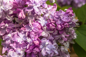 Blossom lilac flowers in spring. Flowering lilac bush close-up on blurred background. Bouquet of purple flowers. Spring natural decoration. Romantic gift for woman. Space for banner selective focus