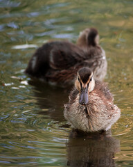 ....entenkücken....