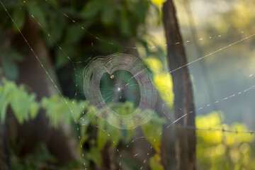 spider's web against the light in tropical forest, Costa Rica