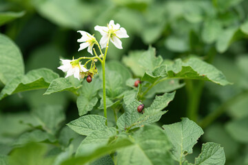 Blooming potato plant with Colorado beetle (Leptinotarsa decemlineata) larvae eating its leafs and...
