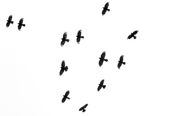 black birds in flight