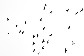 black birds in flight