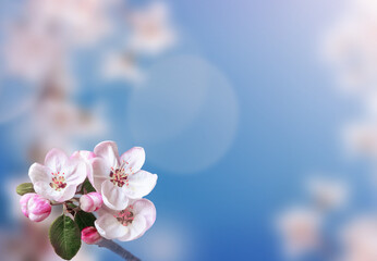 Fototapeta na wymiar Blossom tree over nature background. Spring flowers. Spring Background.