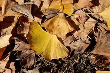 銀杏 イチョウ 秋 紅葉 枯れ葉 一枚