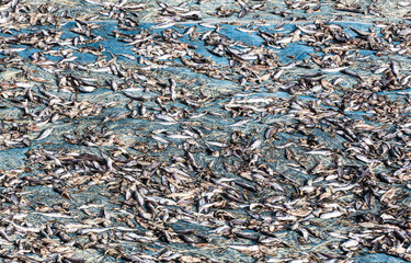 Dried fish in the sun on the beach