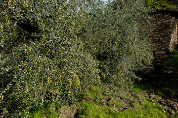 olive tree taggiasca