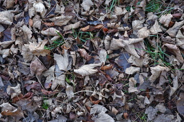 Fondo otoñal con hojas