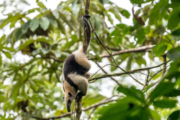 Large anteater hanging upside down on a liana in the forest near the Arenal volcano.
