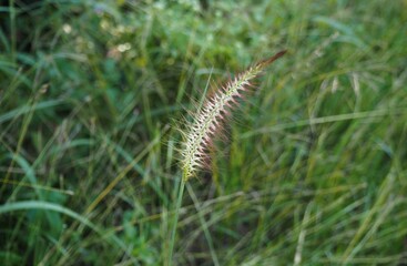 Dazzling wind flower looks through the sky in the forest