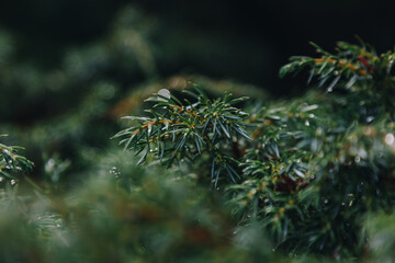 Close up view of green pine branch