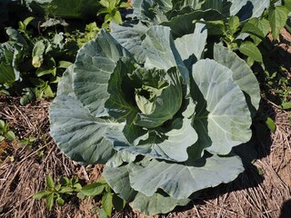 Cabbage growing in the garden