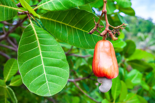 Cashew fruit with nut on tree