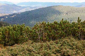 Beautiful landscape in the Carpathians