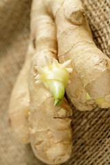 Organic ginger with sprout closeup.