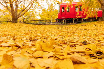 祖父江町の銀杏、落ち葉の絨毯と赤い電車
