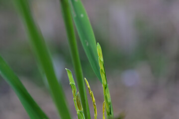 
The rice plant is planted into ears of rice