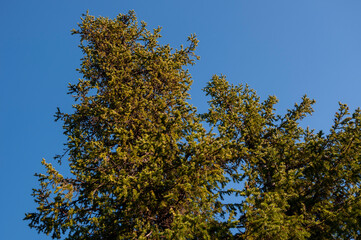 Fototapeta premium Green forest with pines and spruces with big needles on the background with blue sky. Bright summer day. Bottom view of tree crowns