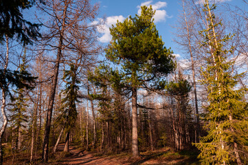 Fototapeta premium Green forest with pines and spruces with big needles on the background with blue sky. Bright summer day. Bottom view of tree crowns