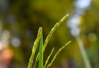 
The rice plant is planted into ears of rice