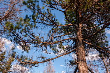 Green forest with pines and spruces with big needles on the background with blue sky. Bright summer day. Bottom view of tree crowns