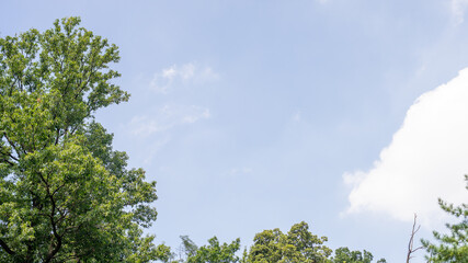 맑은 하늘과 나무