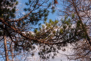 Green forest with pines and spruces with big needles on the background with blue sky. Bright summer...